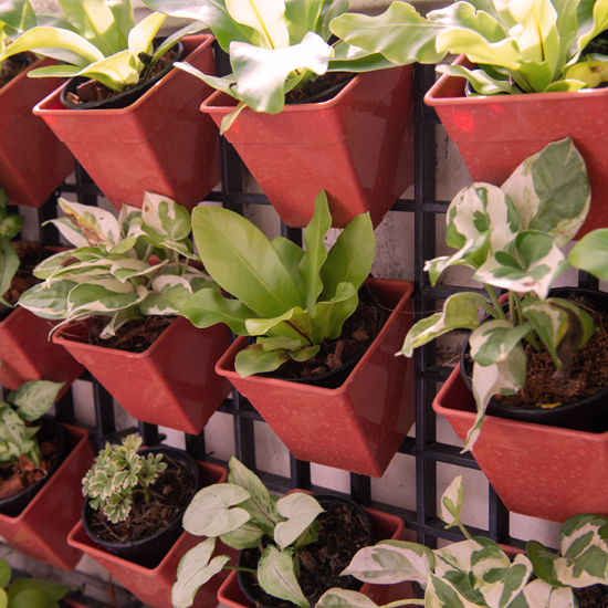 From garden to table: Urban farming trends are transforming home cooking